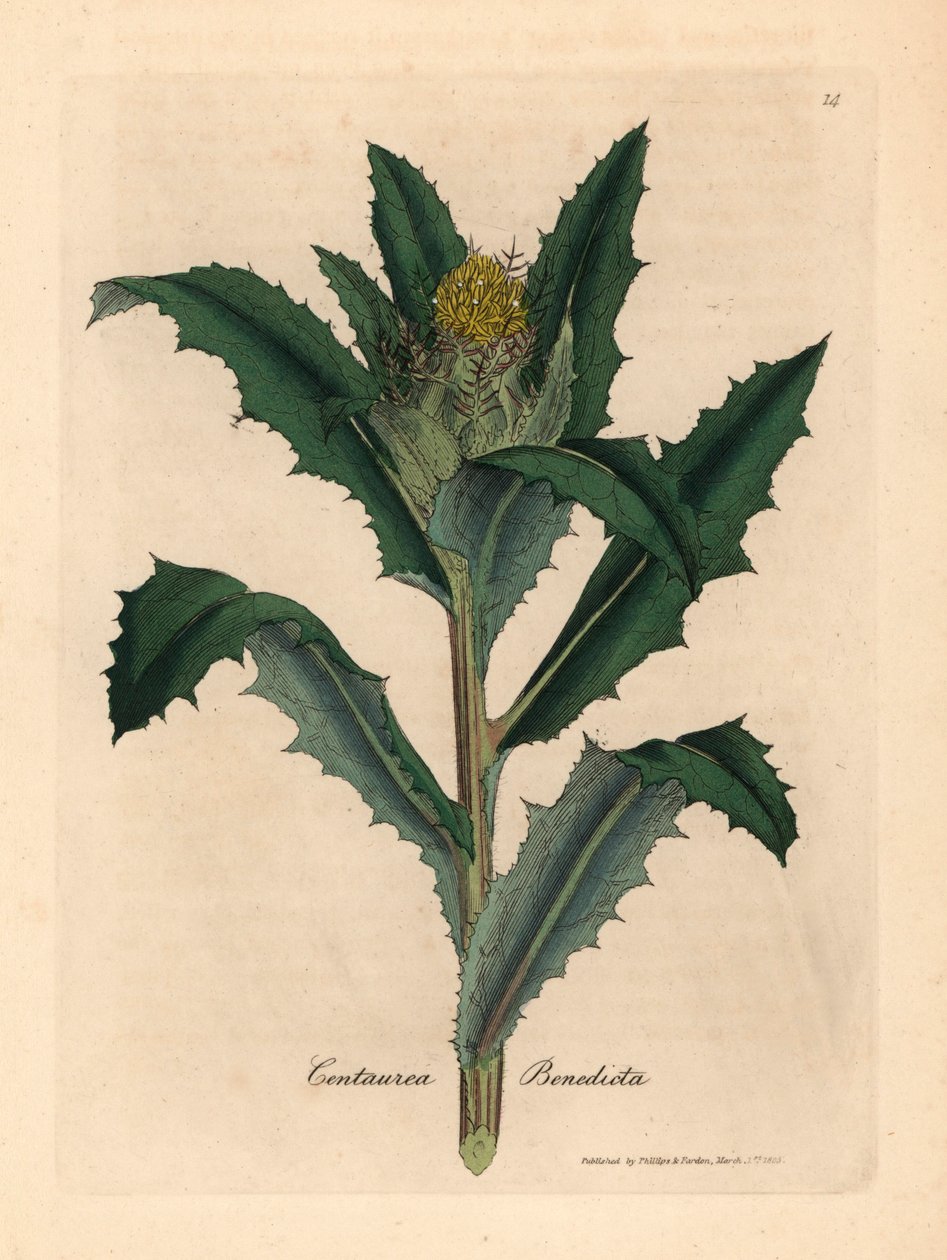 Chardon béni à fleurs jaunes, Centaurea benedicta, d