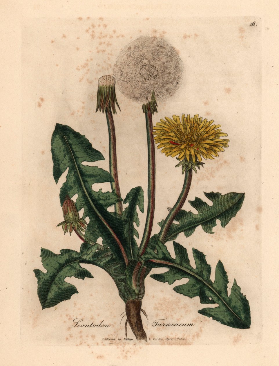 Pissenlit commun à fleurs jaunes, Leontodon taraxacum, d