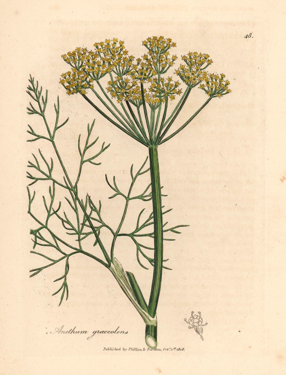 Aneth à fleurs jaunes, Anethum graveolens, d