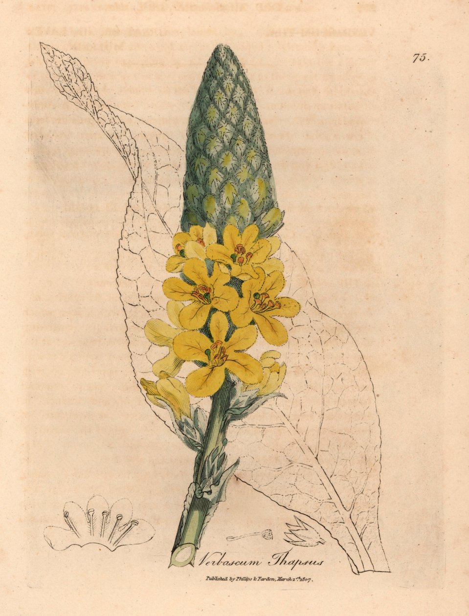 Grande molène à feuilles larges et fleurs jaunes, Verbascum thapsus, d