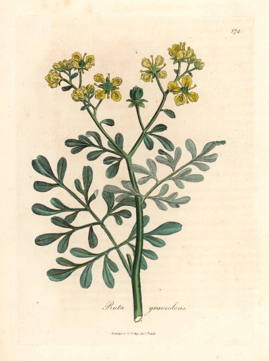 Rue à fleurs jaunes, Ruta graveolens, d