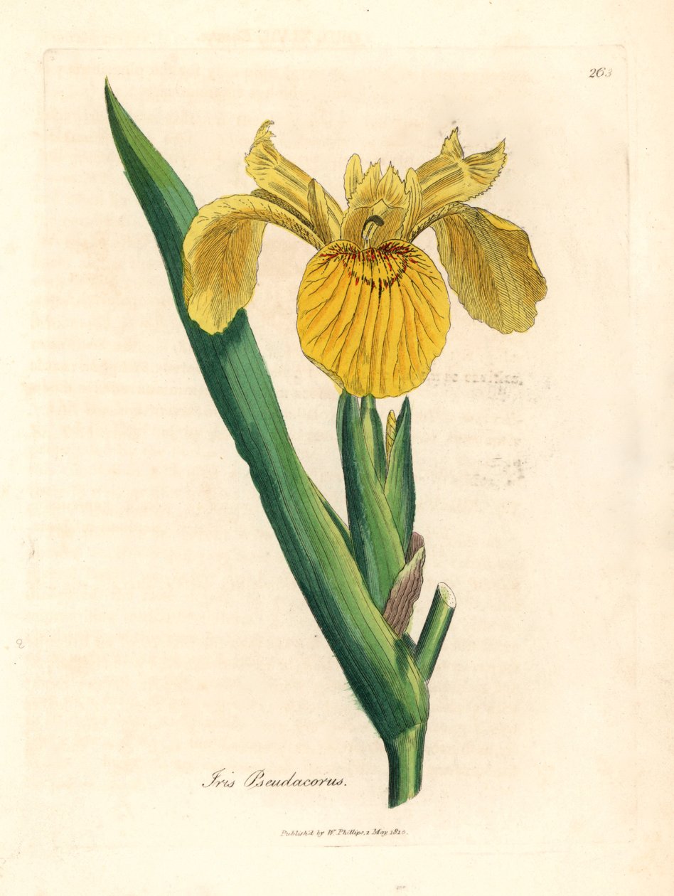 Iris faux acore, Iris pseudocorus, d