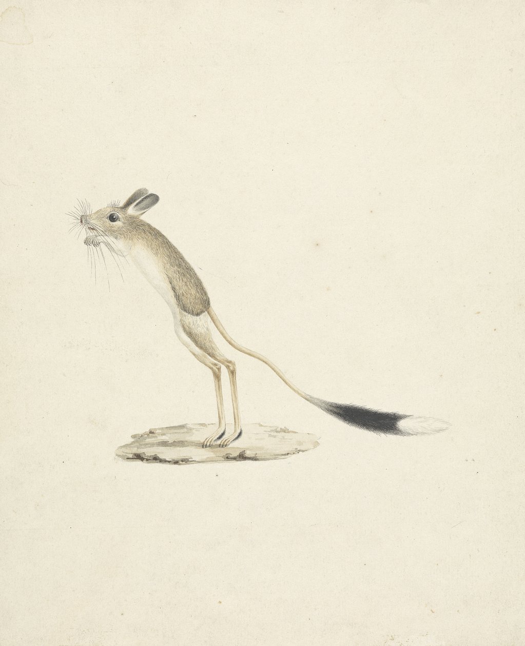 Jerboa No. 4 - James 1730 94 Bruce