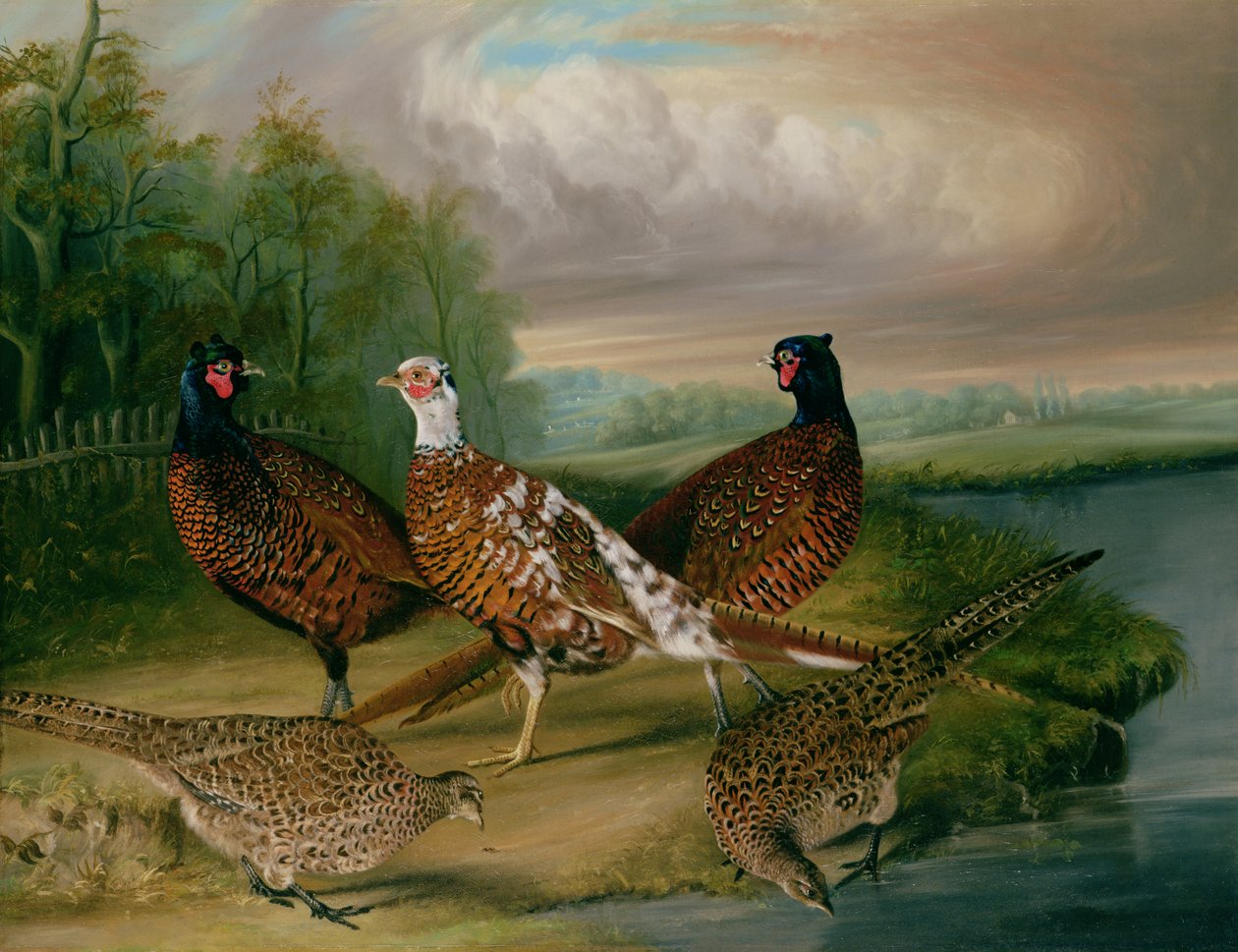Faisans près de la rivière Wensum, Norfolk - James Blazeby