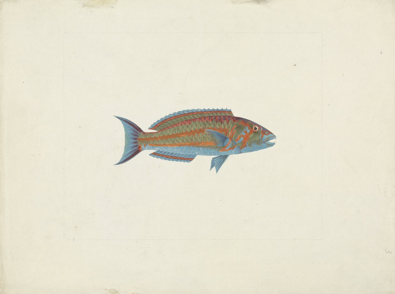 Un poisson, El Hudderi Imbo - James Bruce
