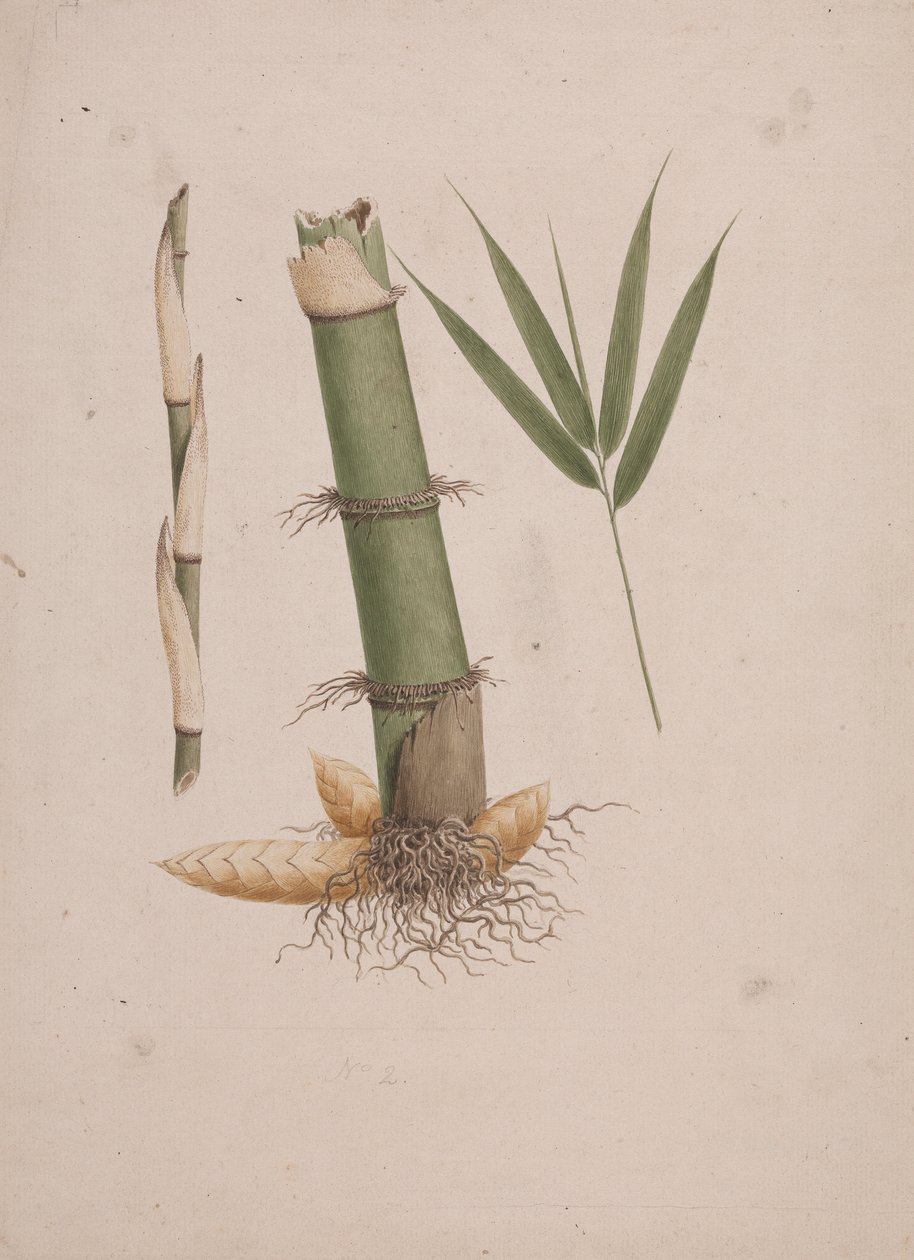 Arundinaria alpina K. Schum. (Bambou africain) : dessin fini de sections de tige et de pousse avec feuilles - James Bruce