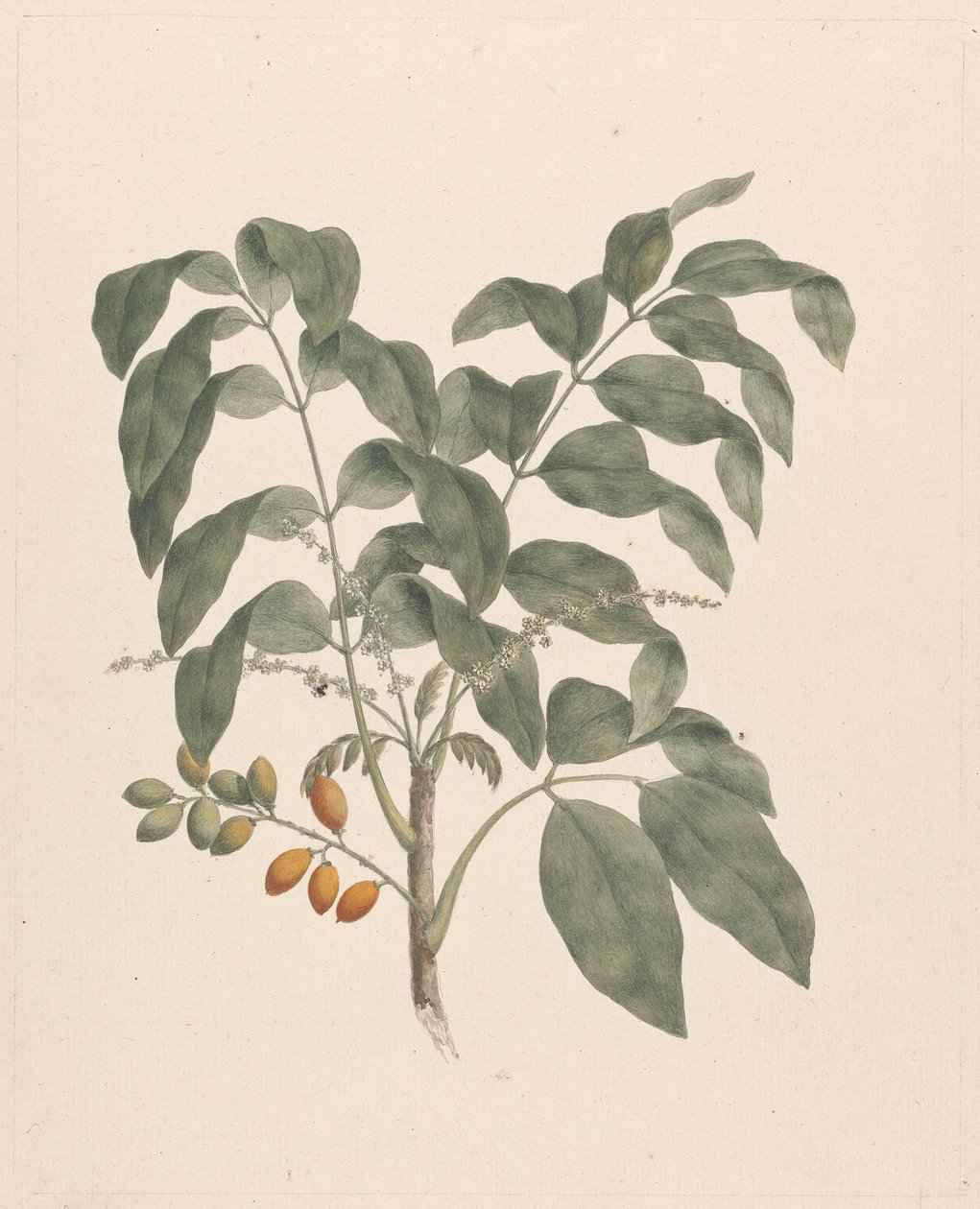 Brucea antidysenterica J. Miller (Arbre de James Bruce) : dessin fini avec tige de fruits ajoutée - James Bruce