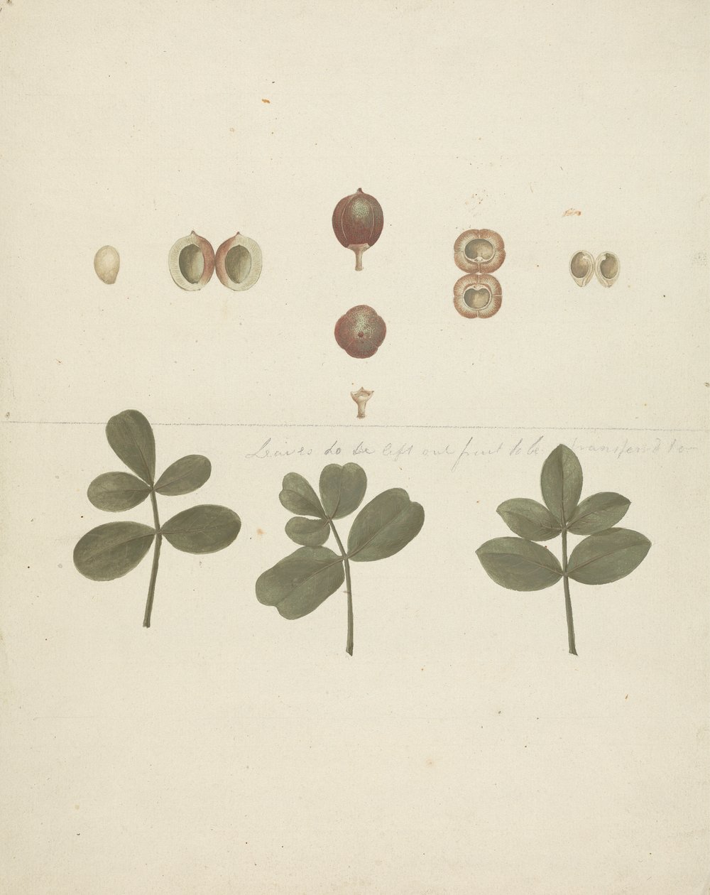 Commiphora gileadensis (L.) C. Chr. (Baume de Galaad, Opobalsam) : dessin fini de fruits, fruits disséqués et feuilles - James Bruce