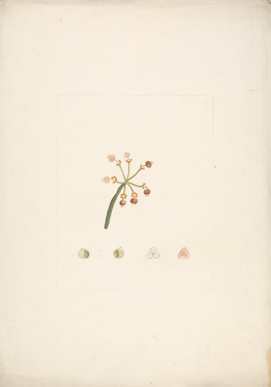 Euphorbia nubica N.E. Br. (Euphorbe nubienne) : dessin fini de la tige florissante et fructifère, avec détails des dissections florales - James Bruce