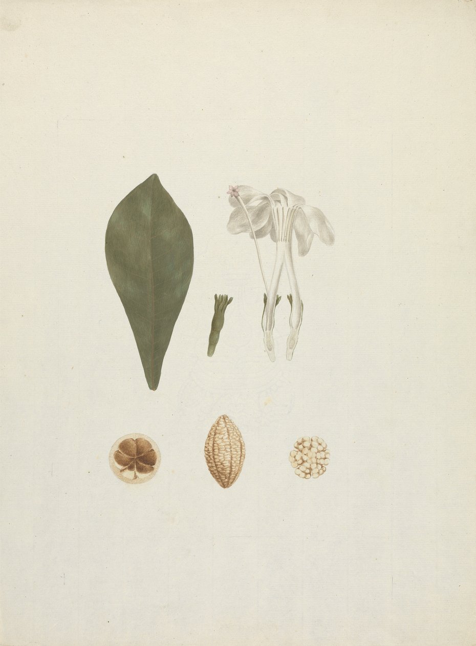 Gardenia ternifolia Schum. & Thonn. (Jovis-Tonantis) : dessin fini avec détail supplémentaire du fruit - James Bruce