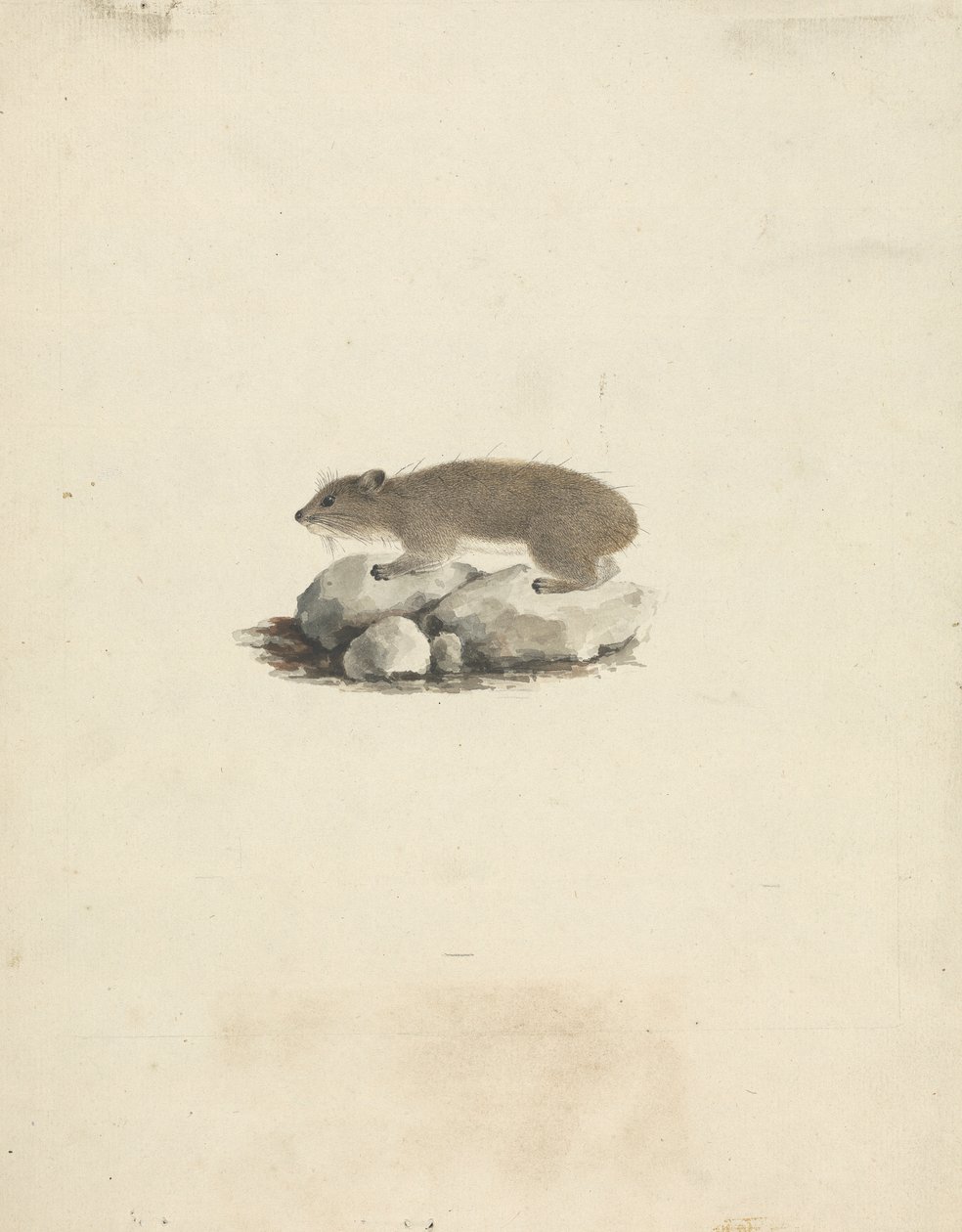 Heterohyrax brucei (Daman des Rochers à Taches Jaunes) - James Bruce