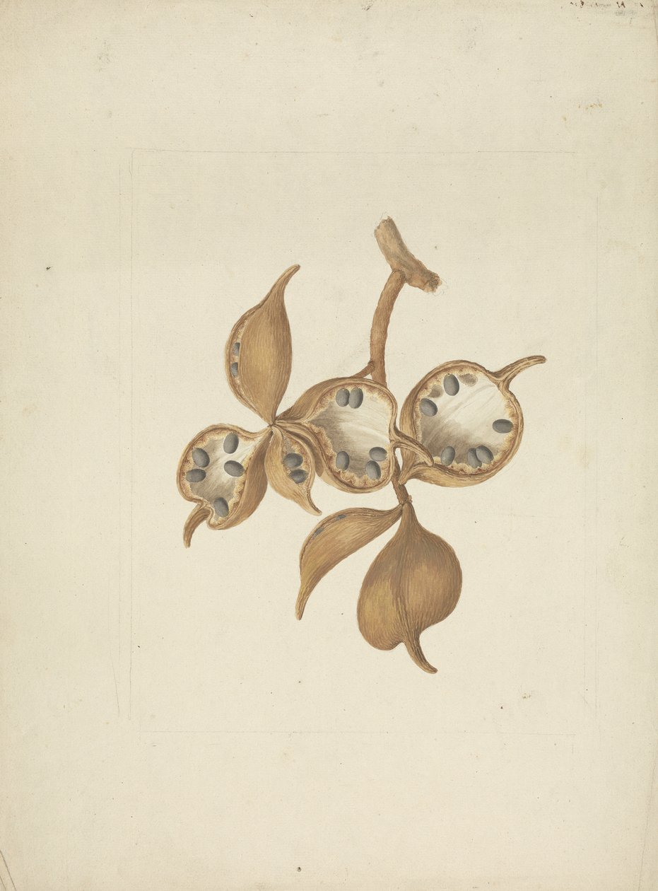 Sterculia africana (Lour.) Fiori : dessin fini de la tige avec des gousses de graines, certaines ouvertes montrant des graines - James Bruce