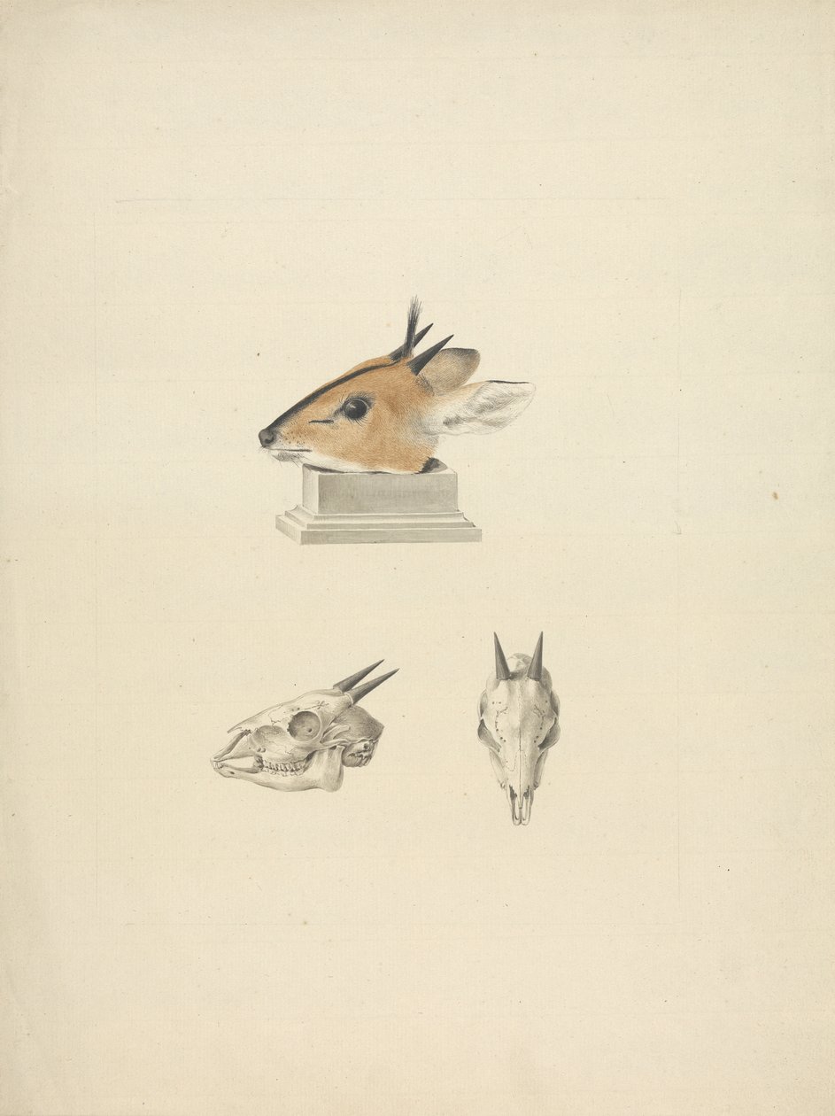 Madoqua non identifié (Dik-dik) : étude de la tête et du crâne - James Bruce