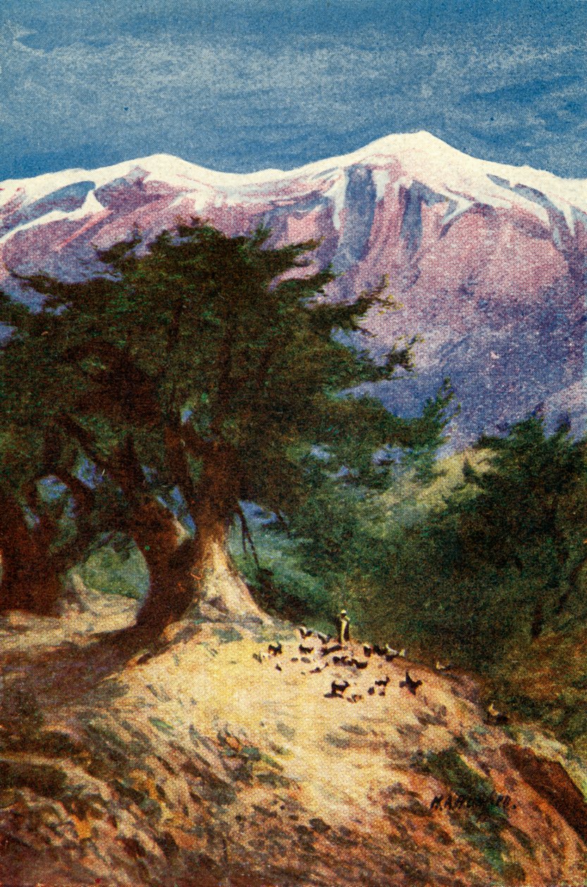 Cèdres du Liban - Matt. xii. 33, vers 1924. Créateurs : James Clark, Henry A Harper - James Clark and Henry A Harper