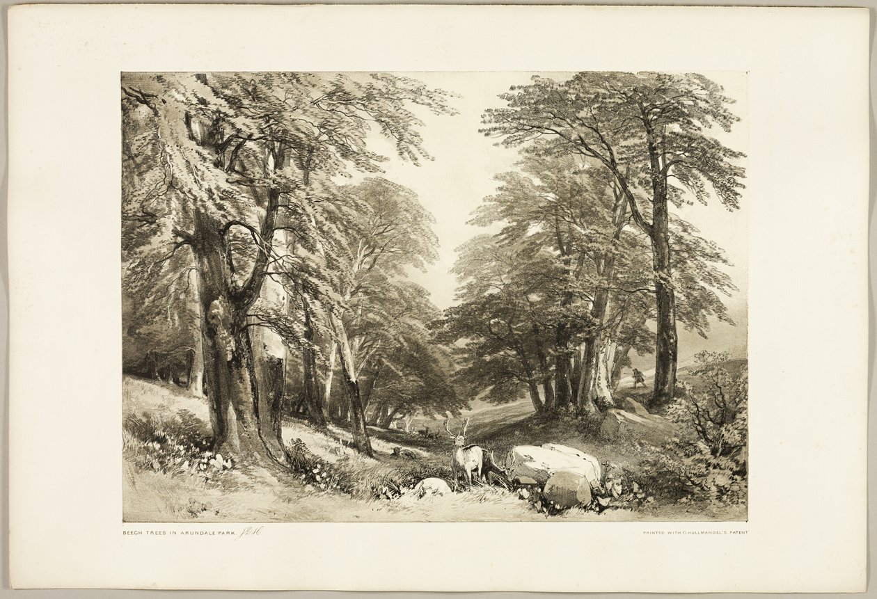 Hêtres dans le Parc d