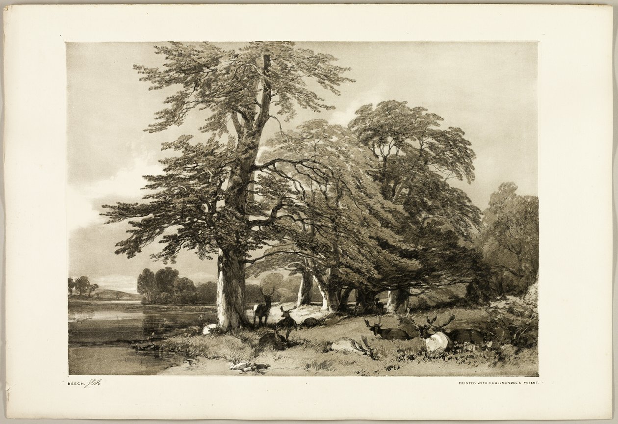 Hêtre, du Parc et la Forêt - James Duffield Harding