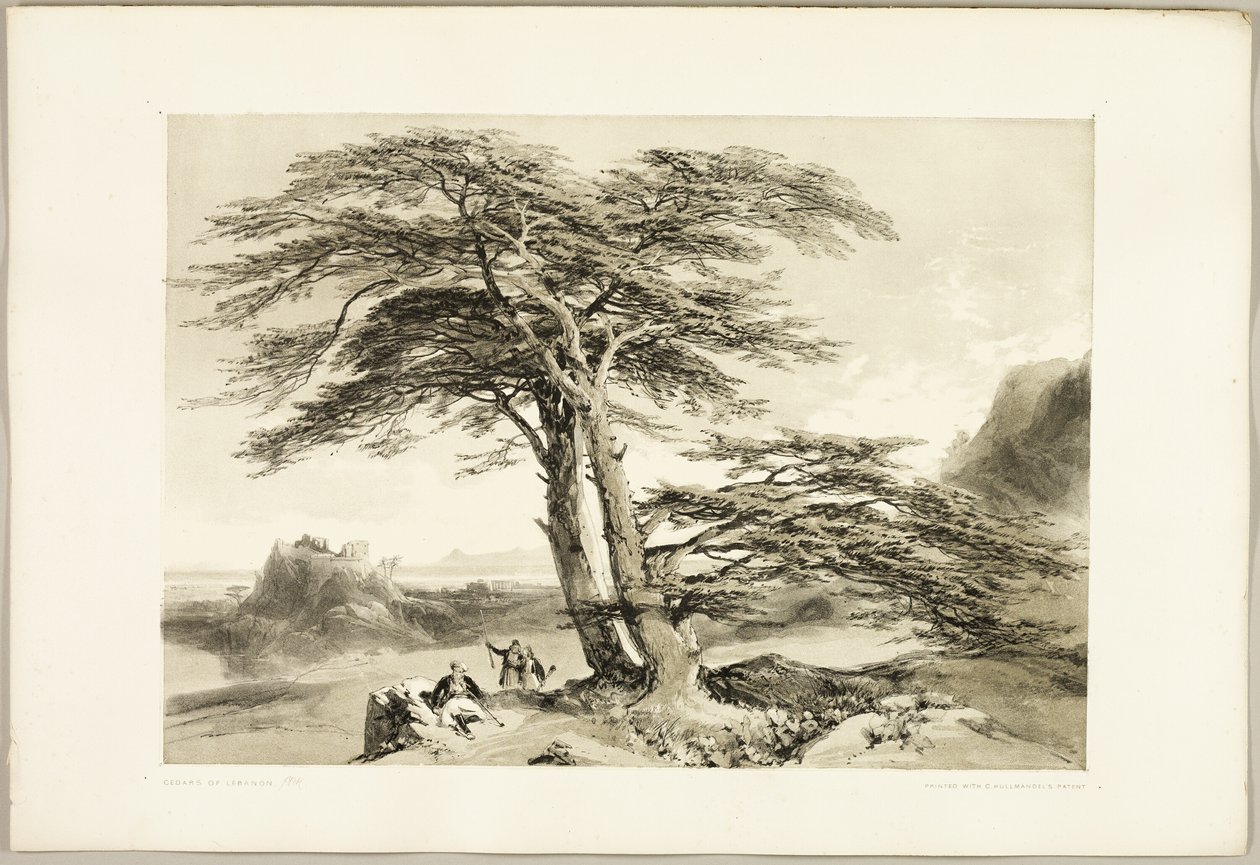 Cèdres du Liban, extrait de The Park and the Forest - James Duffield Harding