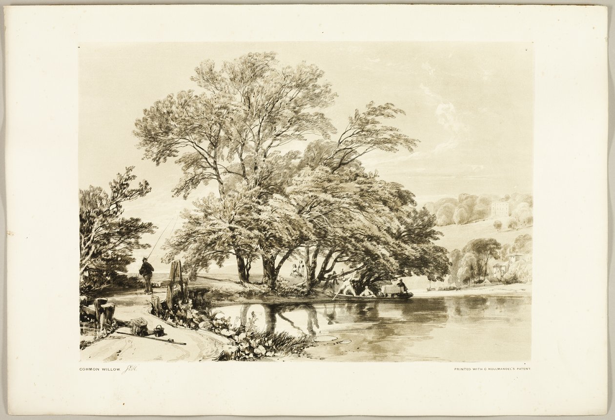 Saule Commun, de Le Parc et la Forêt - James Duffield Harding