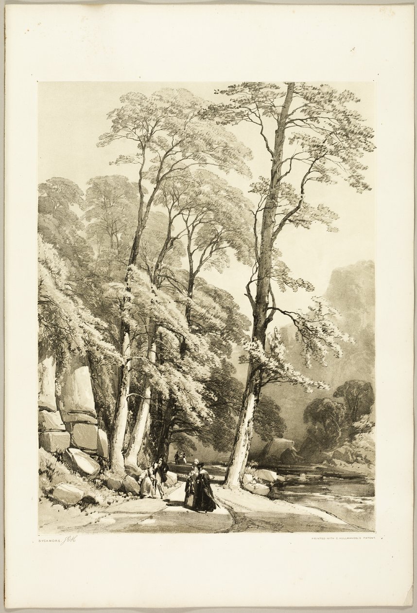 Sycomore, du parc et de la forêt - James Duffield Harding