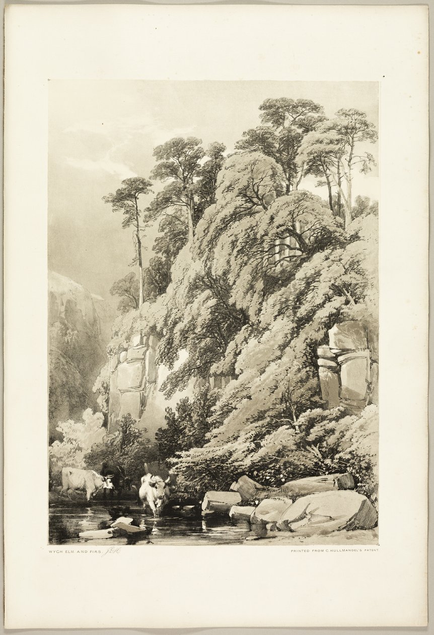 Orme et sapins, du Parc et la Forêt - James Duffield Harding