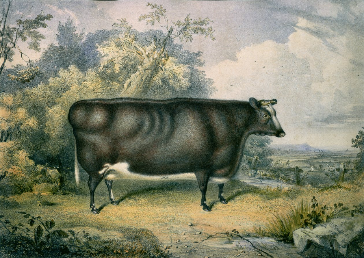 Le Prix Cottesmore Heifer, d