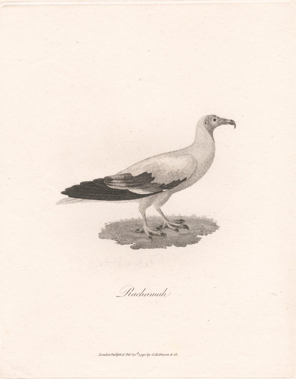 Rachamah - James Heath