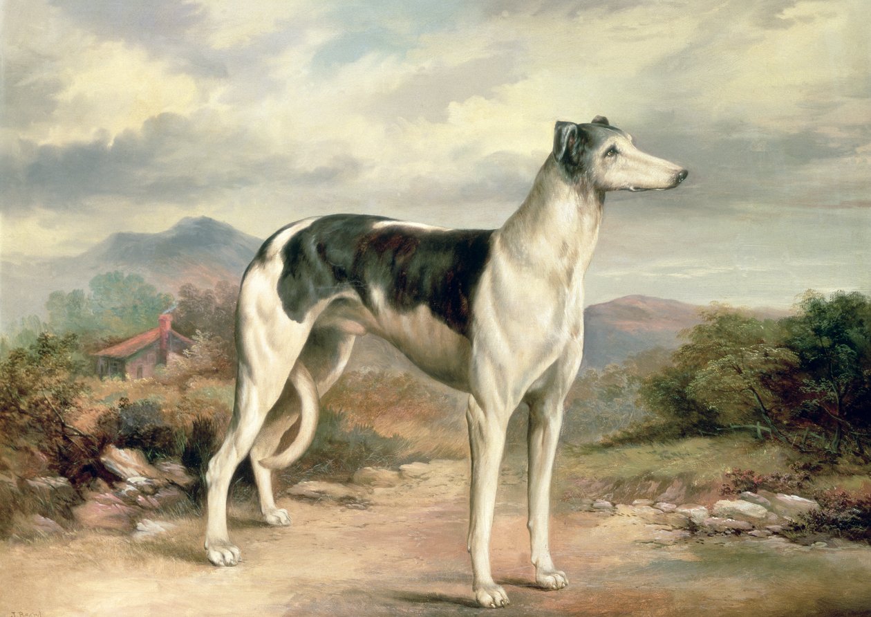 Un lévrier dans un paysage vallonné - James Henry Beard