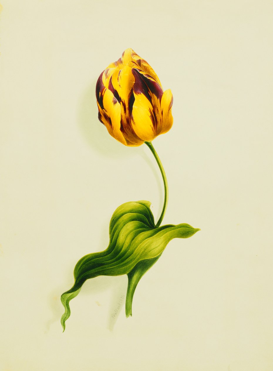 Tulipe perroquet, 1826 - James Holland