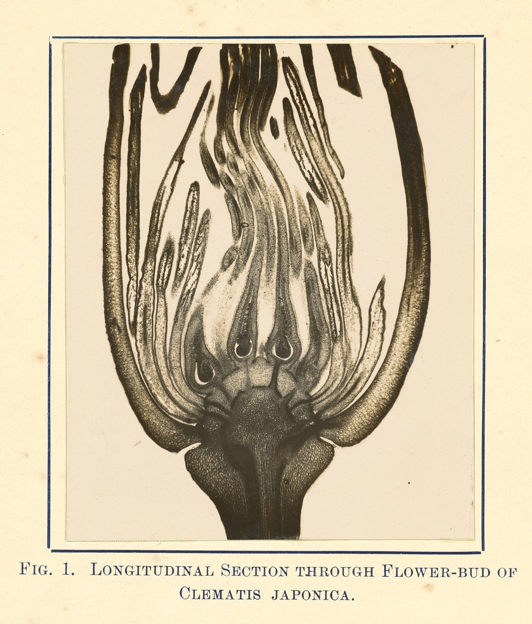 [Vue de la clématite japonaise - coupe longitudinale]. - James Hornell