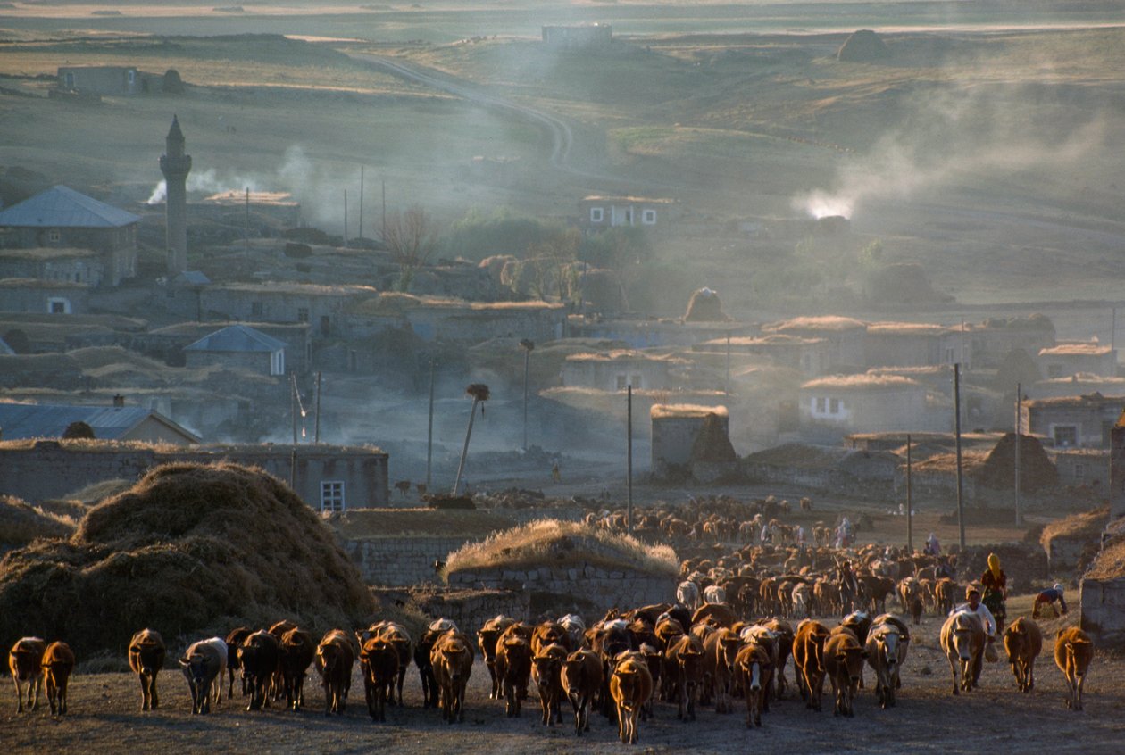 Un grand troupeau de bovins se dirige vers le pâturage à travers une ville rurale poussiéreuse. Enrentepe, Turquie. - James L Stanfield