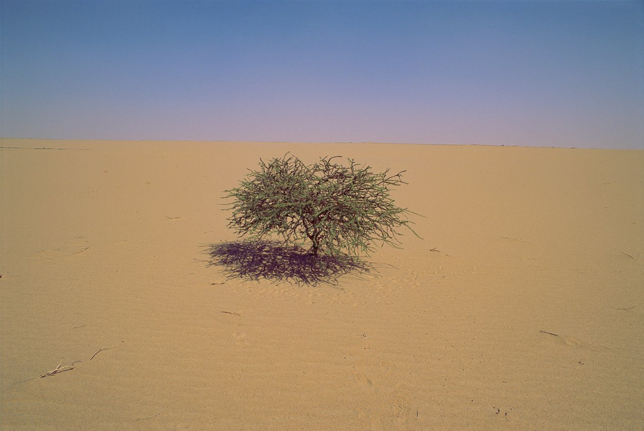 Arbre isolé dans un désert au Niger, Afrique. Peut-être "Arbre du Ténéré" ou semblant gr... - James L Stanfield