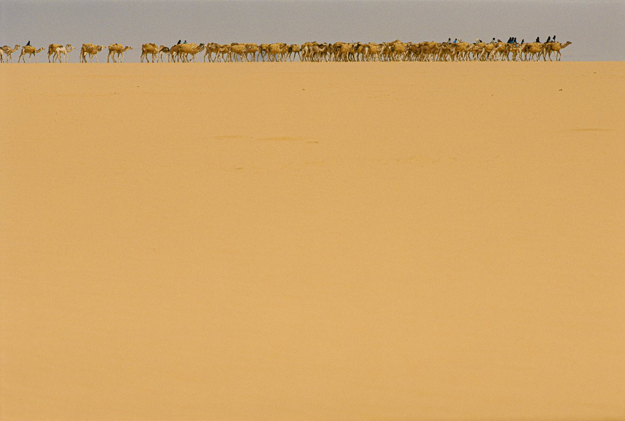 Caravane de sel en route vers Agadez, Nigeria. EN ROUTE VERS AGADEZ, NIGERIA, NIGER. - James L Stanfield