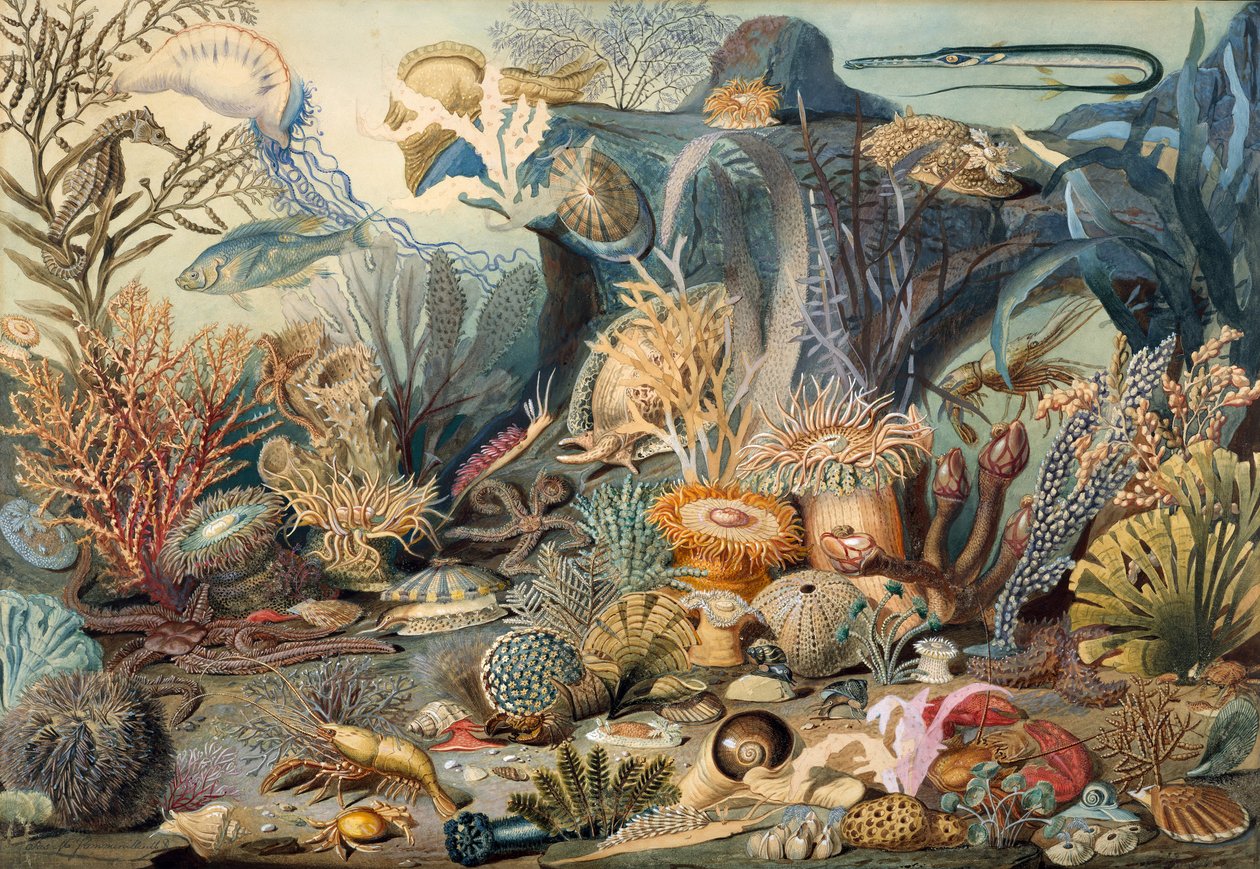 Vie océanique. Créateurs : James M. Sommerville, Christian Schussele - James M. Sommerville