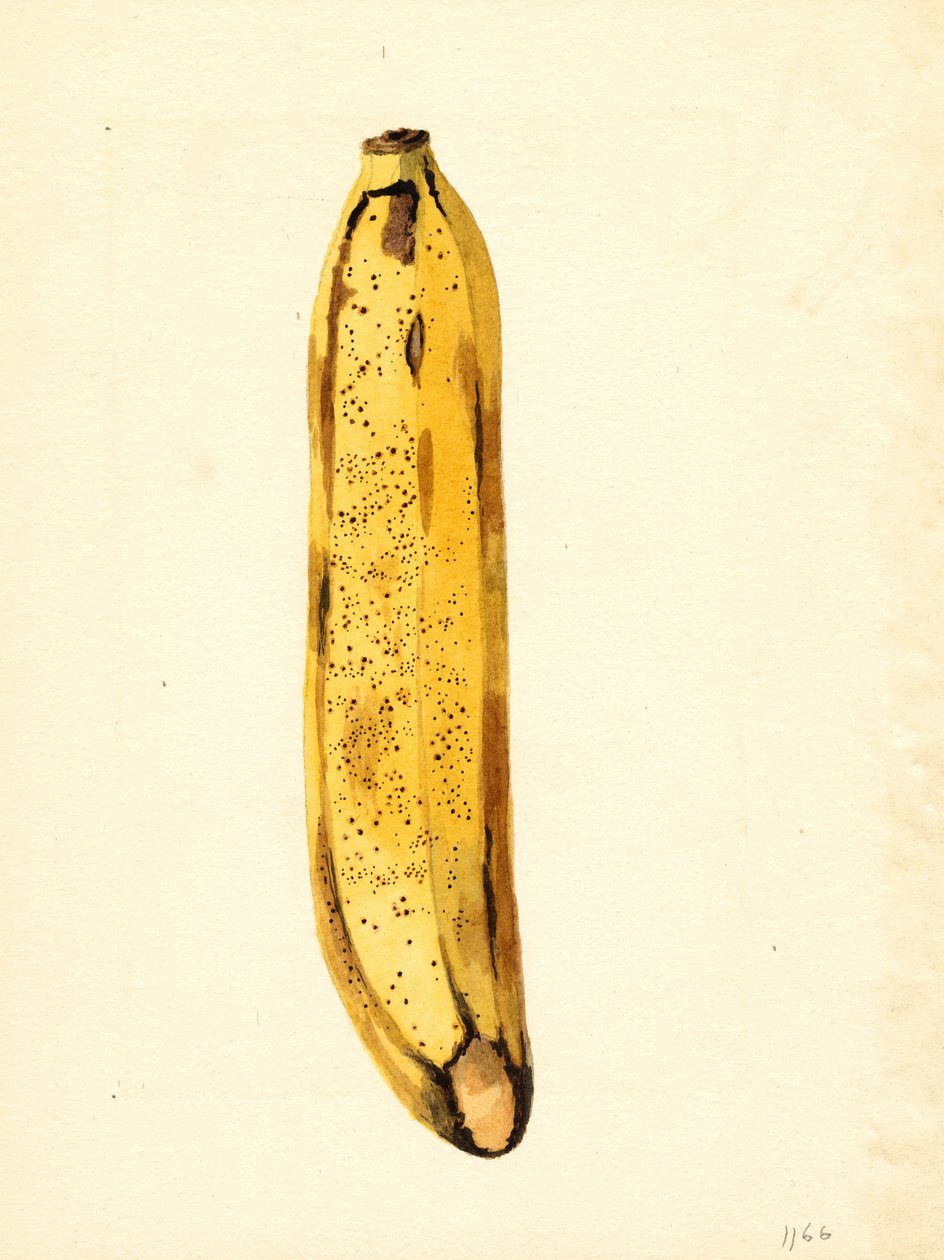 Banane (Musa) (aquarelle) - James Marion Shull