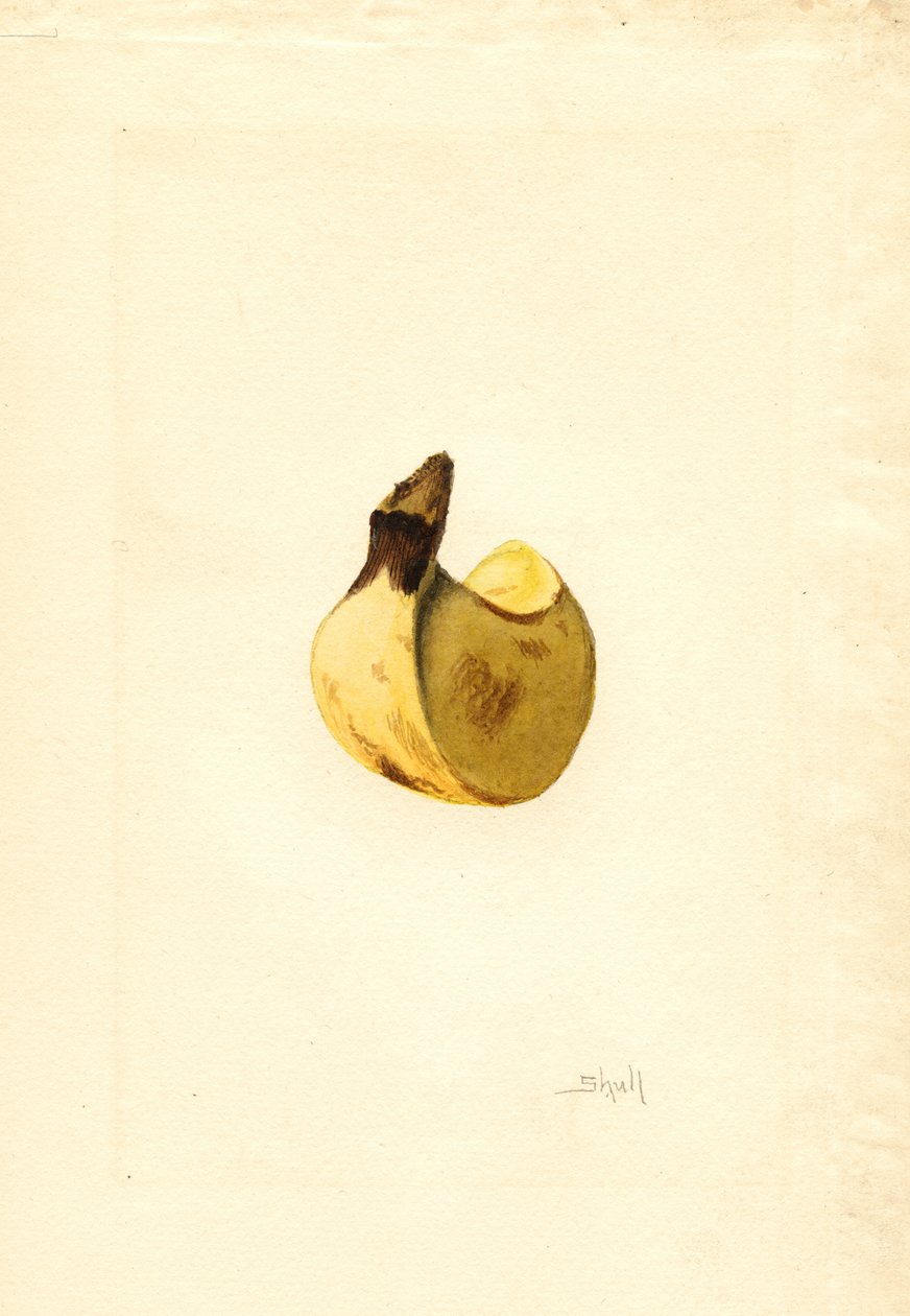 Banane (Musa) (aquarelle) - James Marion Shull
