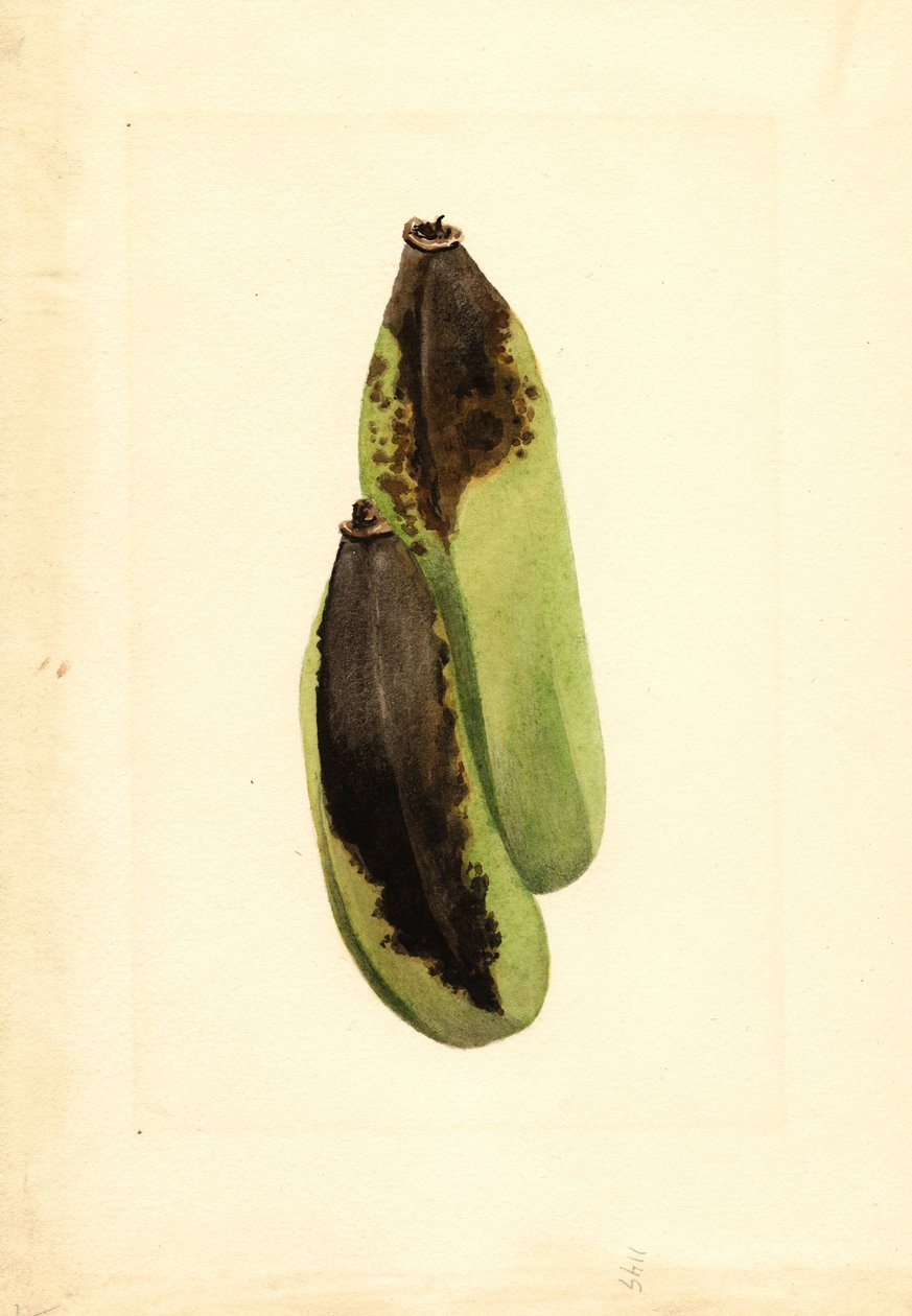 Bananes (Musa) (aquarelle) - James Marion Shull
