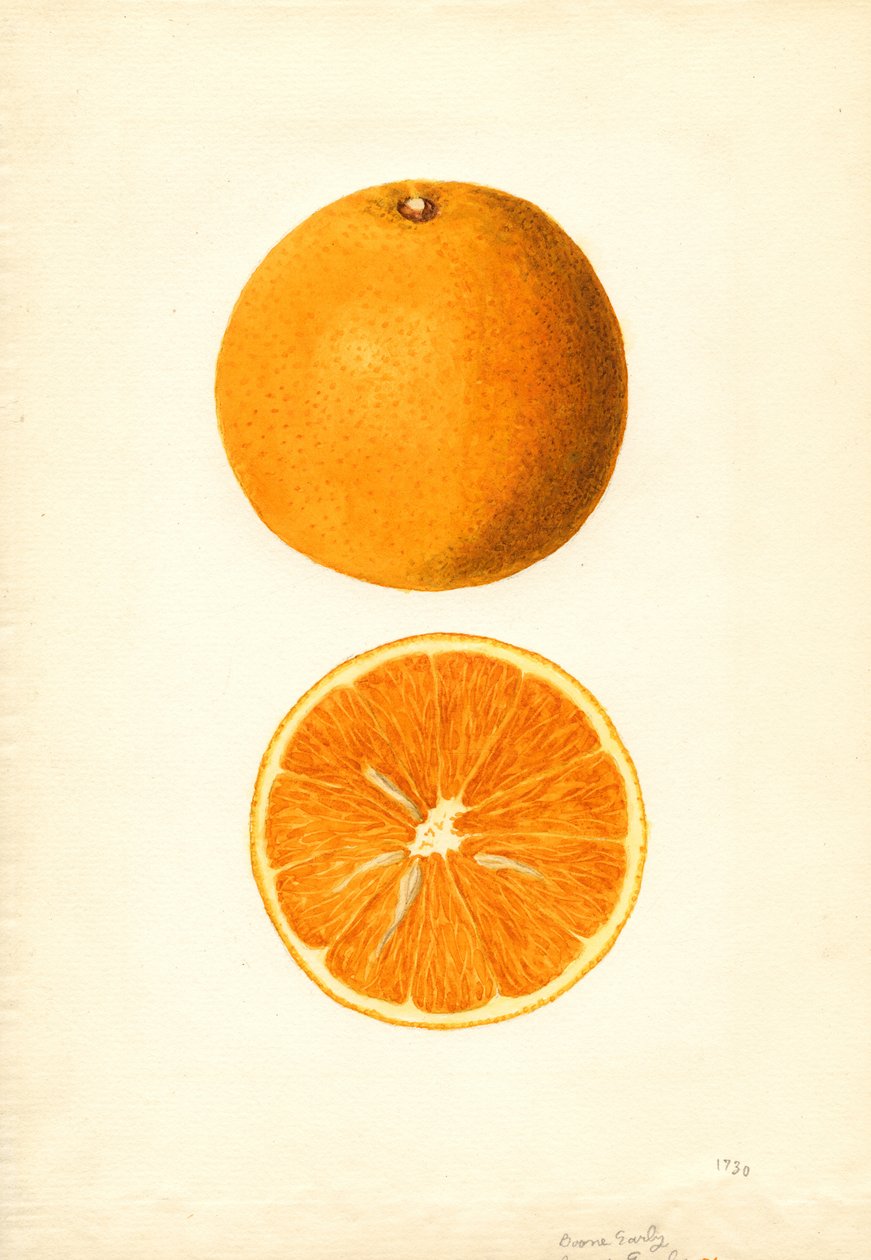 Oranges précoces de Boone (Citrus sinensis) (aquarelle) - James Marion Shull