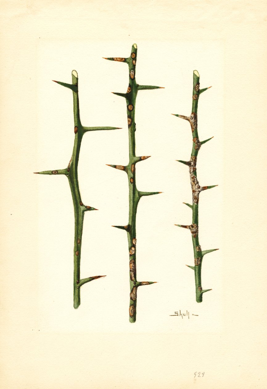 Chancre des agrumes sur tige d