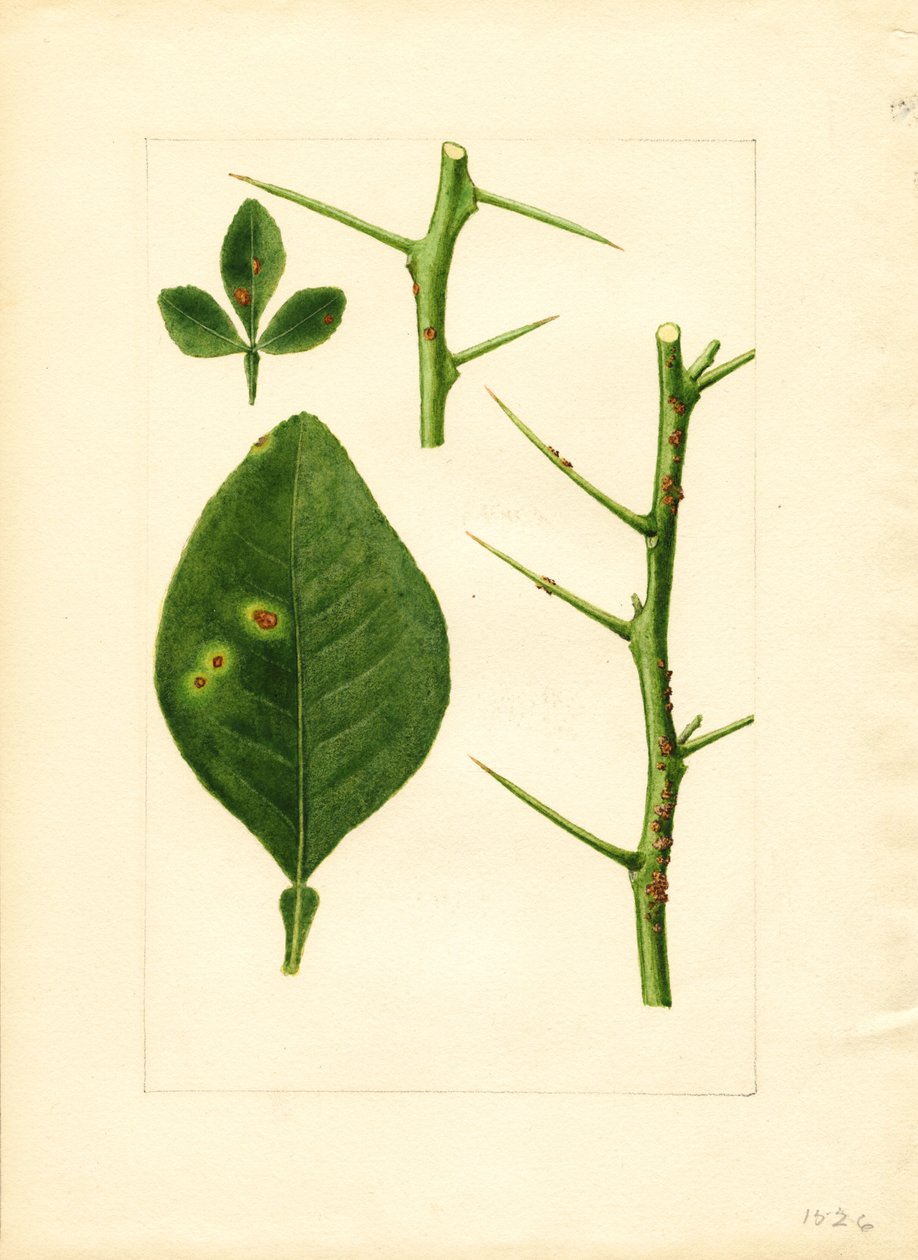 Feuille et rameau d