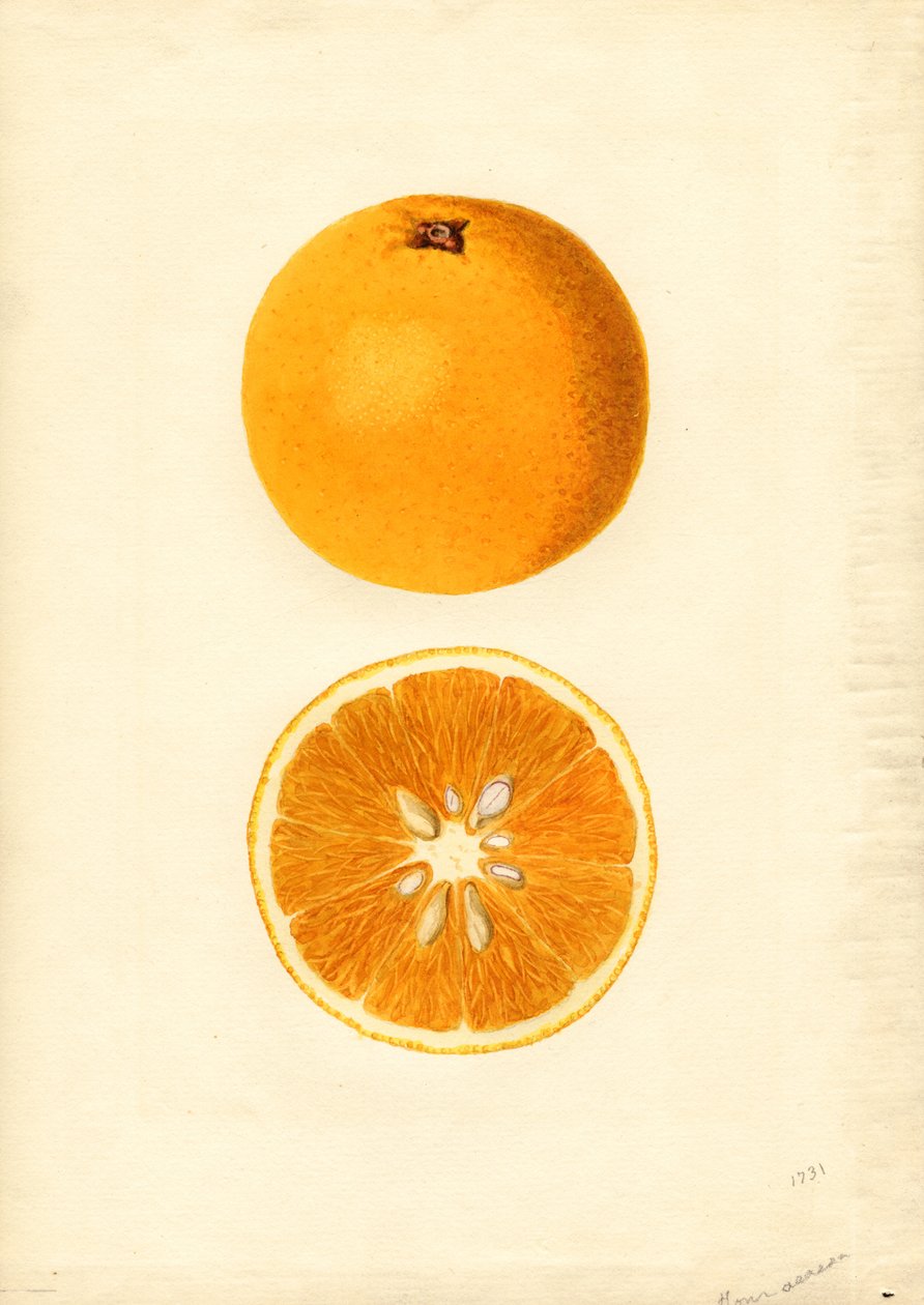 Oranges Homosassa ( Citrus sinensis) (aquarelle) - James Marion Shull