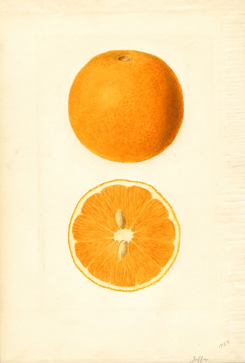 Oranges de Jaffa (Citrus sinensis) (aquarelle) - James Marion Shull