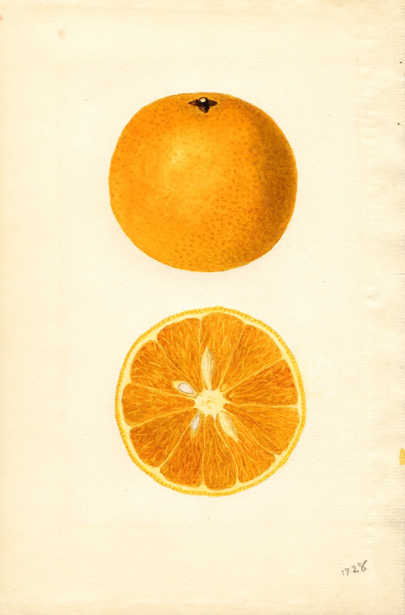 Oranges de Majorque ( Citrus sinensis) (aquarelle) - James Marion Shull