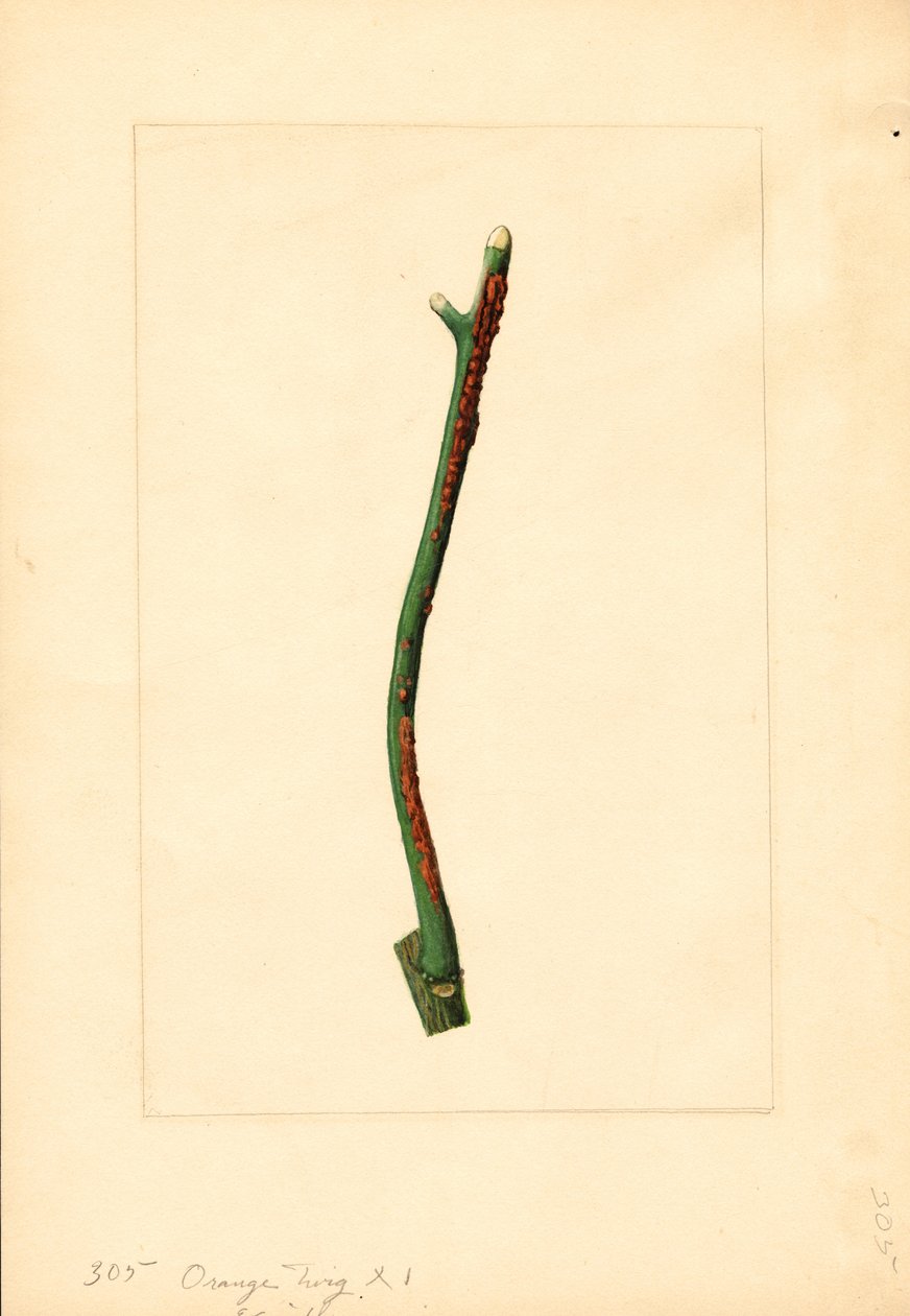 Brindille d