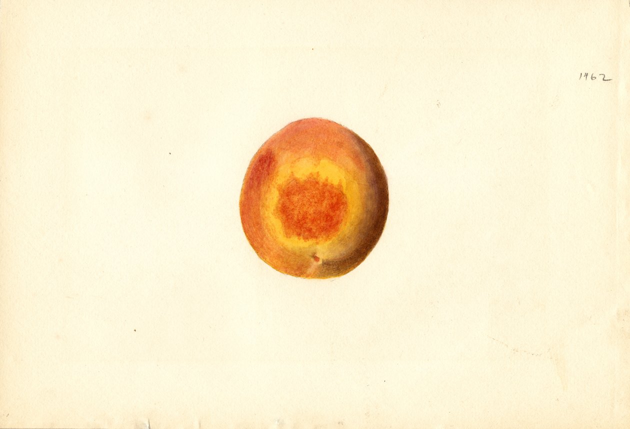 Pêche ( Prunus persica : Elberta) (aquarelle) - James Marion Shull