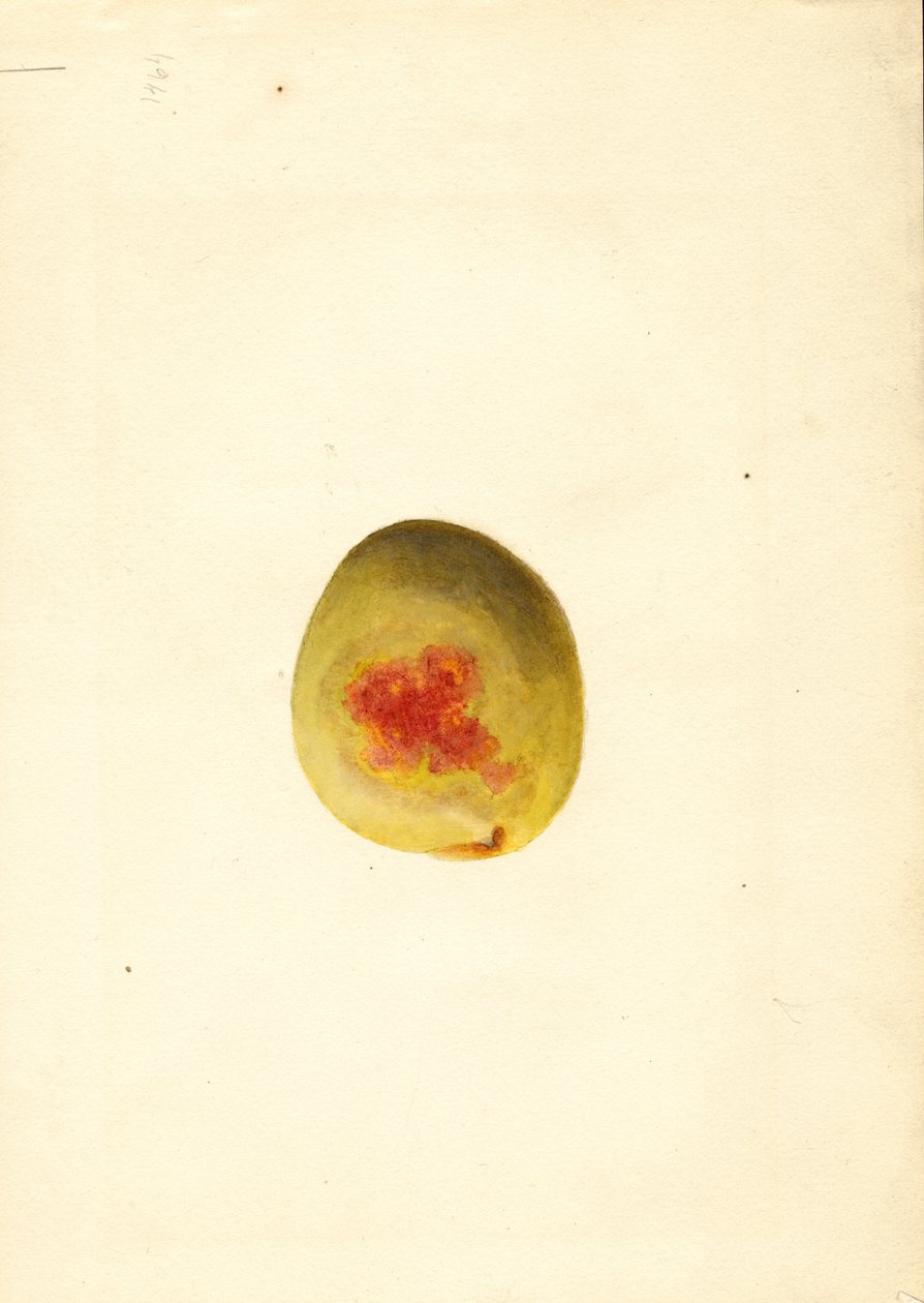 Pêche ( Prunus persica : Elberta) (aquarelle) - James Marion Shull