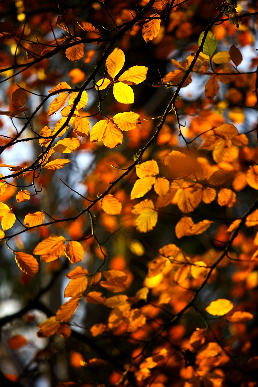 Feuilles d