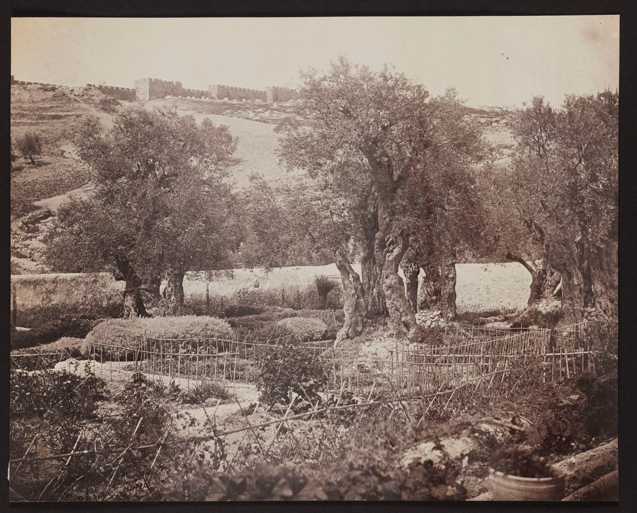 Gethsémani [Jérusalem. Mont des Oliviers] - James Robertson