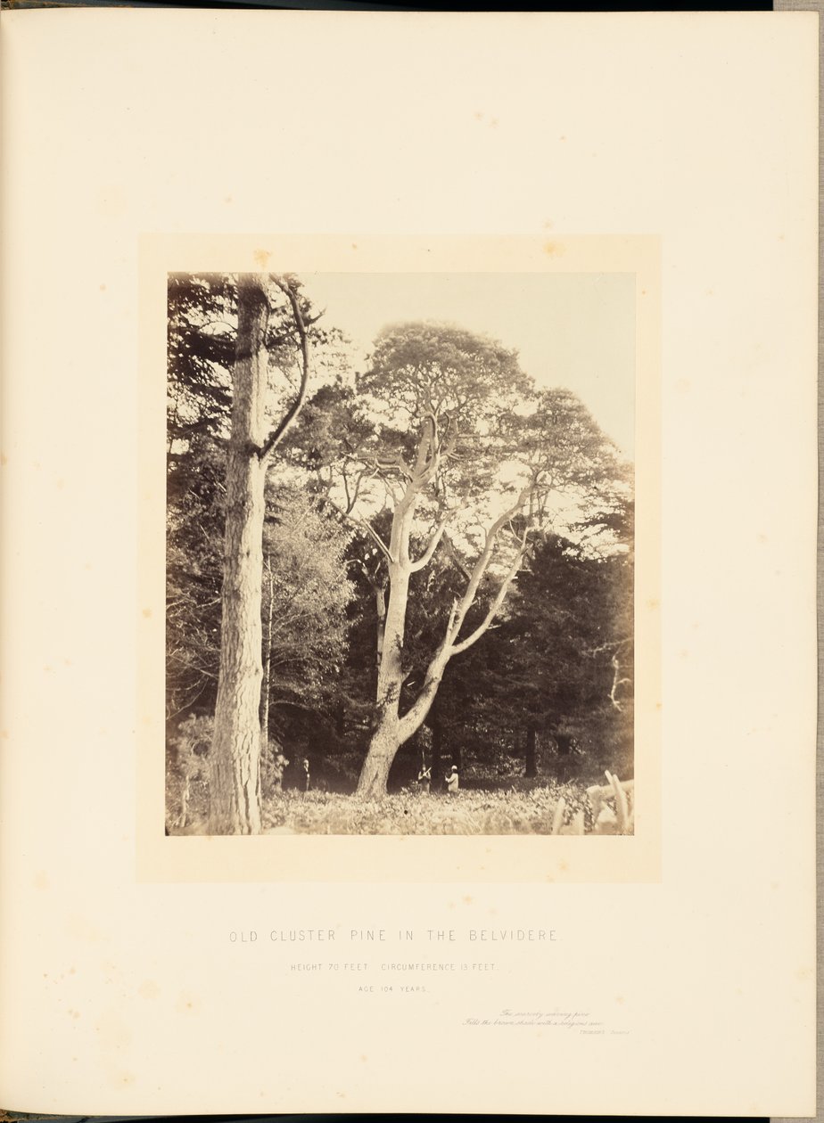 Vieux pin à grappes dans le Belvidere - James Sinclair, 14th Earl of Caithness