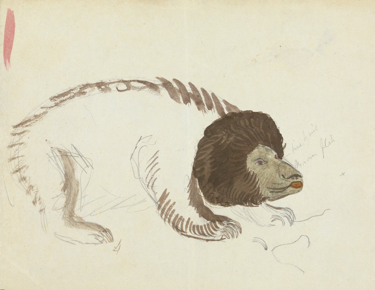 Un ours - James Sowerby