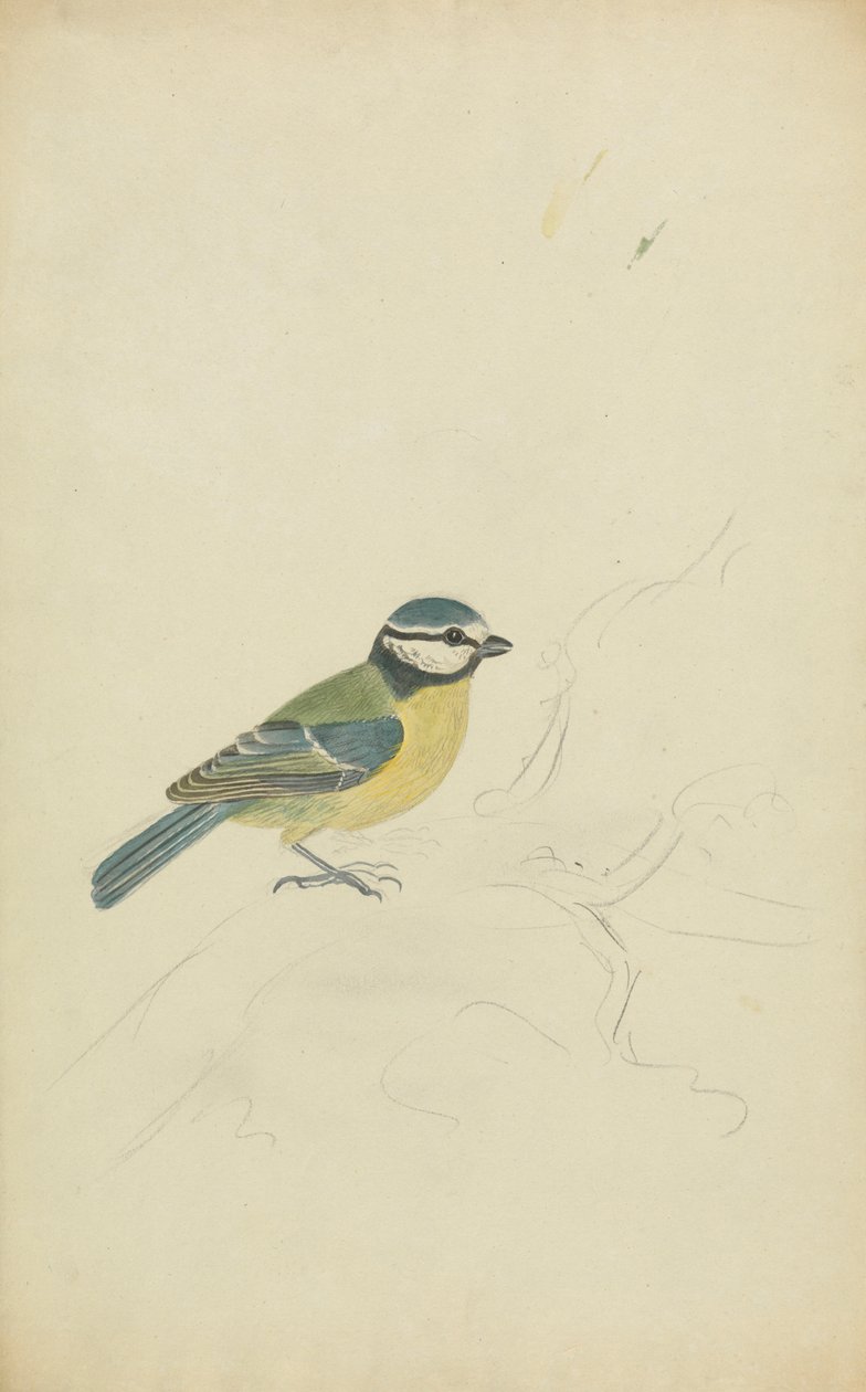 Une Mésange Bleue - James Sowerby